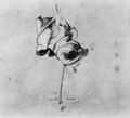 Olivier, Ferdinand: Welkes Blatt