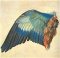 D�rer, Albrecht: Fl�gel einer Blaurake