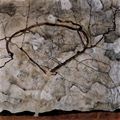 Schiele, Egon: Herbstbaum im Wind