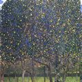Klimt, Gustav: Birnbaum