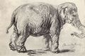 Rembrandt Harmensz. van Rijn: Ein Elefant