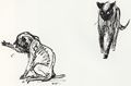 Steinlen, Theophile Alexandre: Katzenzeichnung