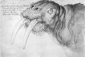 D�rer, Albrecht: Kopf eines Walrosses