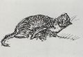 Steinlen, Theophile Alexandre: Katzenzeichnung