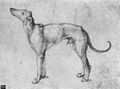 D�rer, Albrecht: Windhund