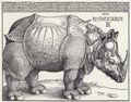 D�rer, Albrecht: Rhinozeros