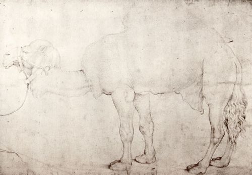 Pisanello: Dromedar