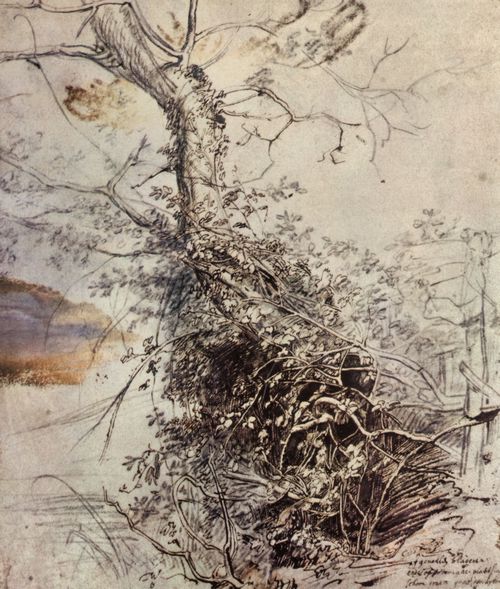 Rubens, Peter Paul: Baum mit Brombeergestr�pp