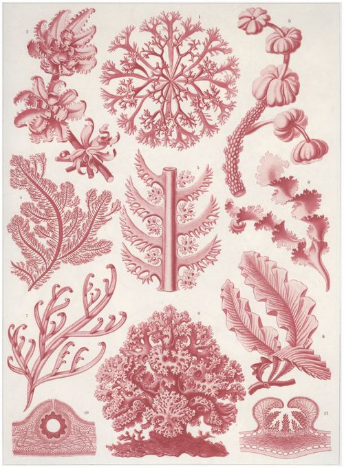 Haeckel, Ernst: Tafel 65: Florideae. Rotalgen