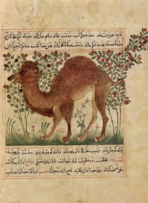Nordwest-Persischer Meister um 1297-1299: Handschrift »Man�fi'  ye hayav�n (�ber den Nutzen der Tiere in der Medizin)« von Ab� Sa'�d 'Ubaydall�h ibn Bakht�sh�: Kamel