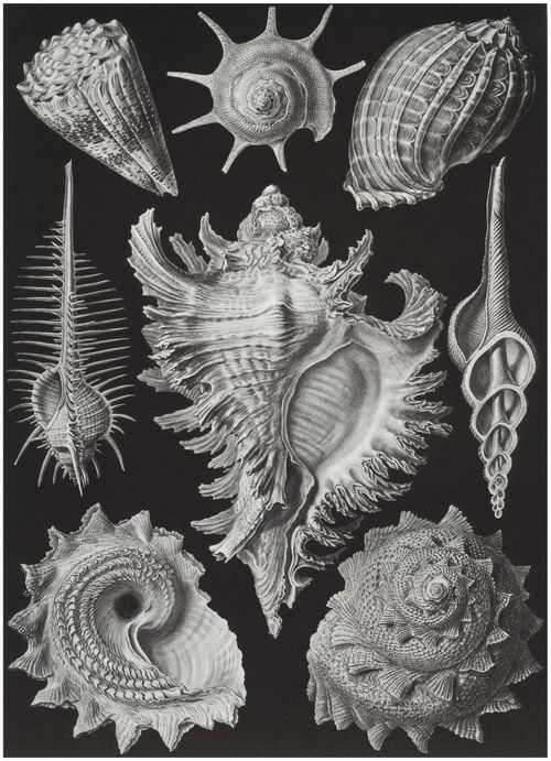 Haeckel, Ernst: Tafel 53: Prosobranchia. Vorderkiemen-Schnecken