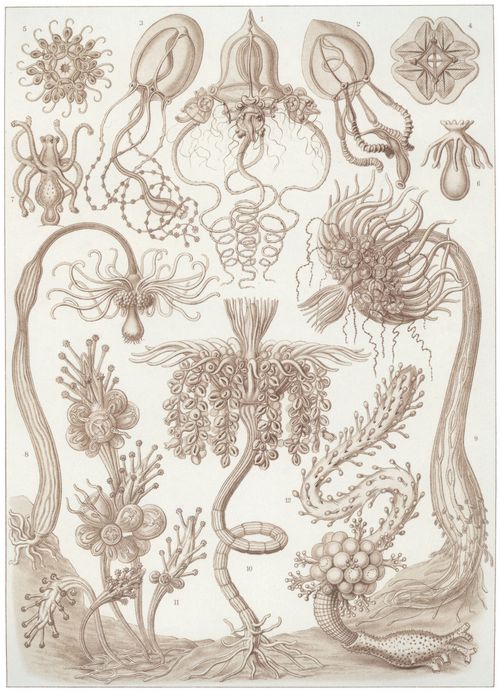 Haeckel, Ernst: Tafel 6: Tubulariae. R�hrenpolypen