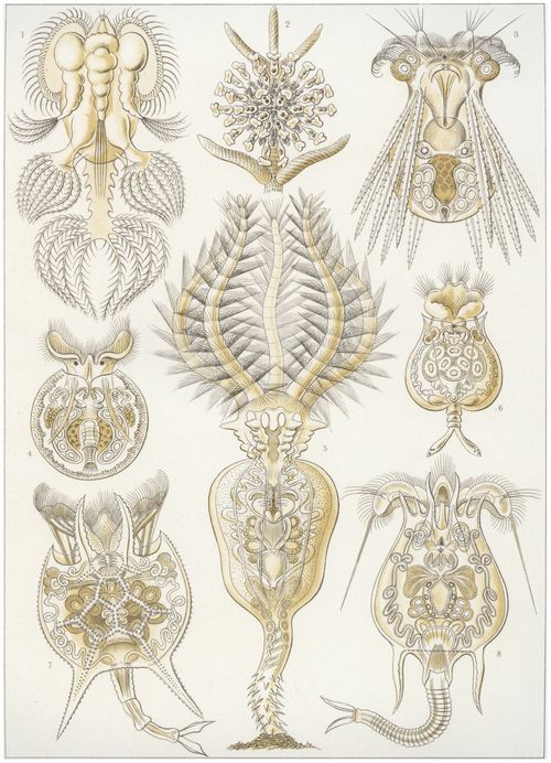 Haeckel, Ernst: Tafel 32: Rotatoria. R�dertiere