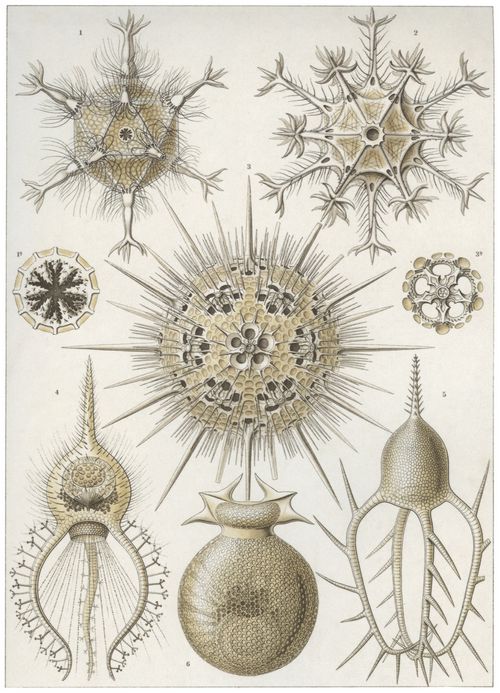 Haeckel, Ernst: Tafel 1: Phaeodaria. Rohrstrahlinge