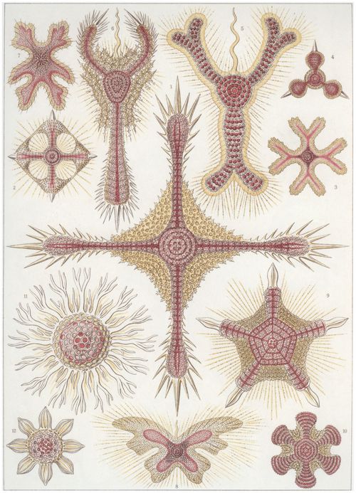 Haeckel, Ernst: Tafel 11: Discoidea. Scheiben-Strahlinge