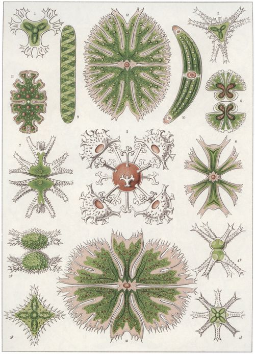 Haeckel, Ernst: Tafel 24: Desmidiea. Zierdinge