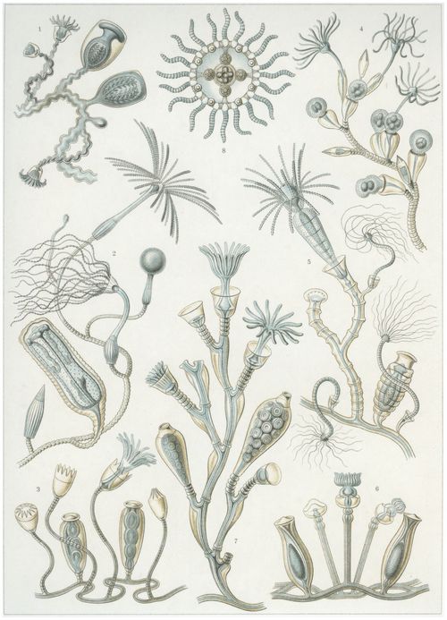Haeckel, Ernst: Tafel 45: Campanariae. Glockenpolypen