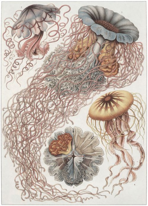 Haeckel, Ernst: Tafel 8: Discomedusae. Scheibenquallen