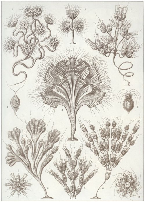 Haeckel, Ernst: Tafel 13: Flagellata. Gei�linge