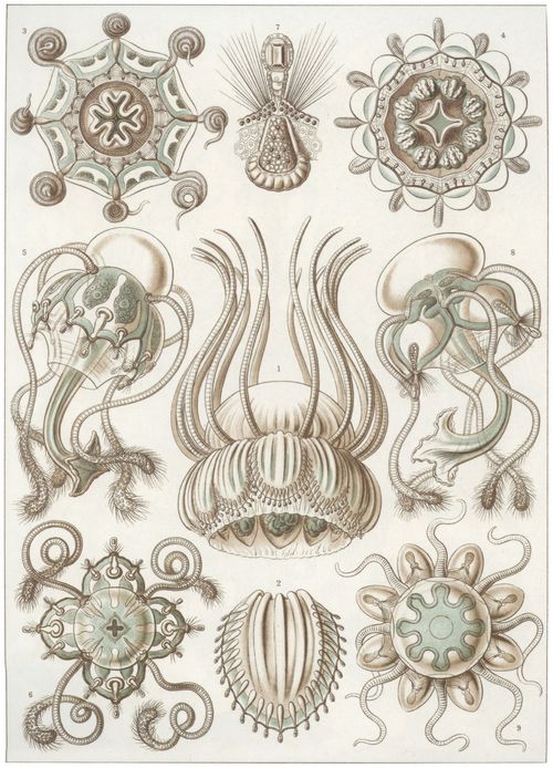 Haeckel, Ernst: Tafel 16: Narcomedusae. Spangenquallen