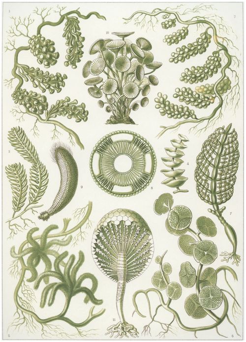 Haeckel, Ernst: Tafel 64: Siphoneae. Riesen-Algetten
