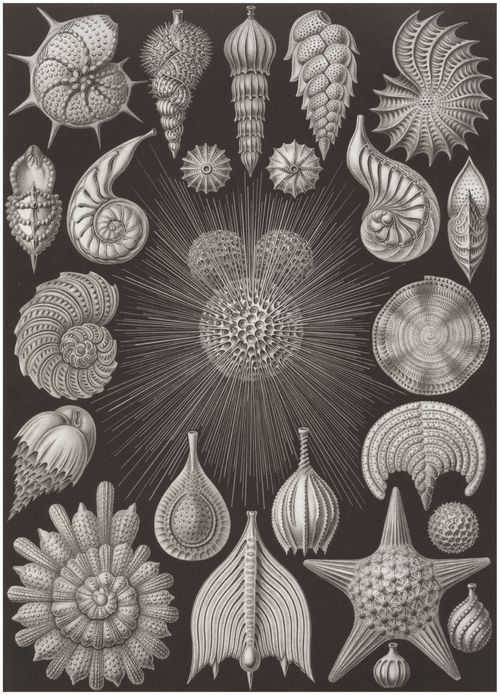 Haeckel, Ernst: Tafel 2: Thalamophora. Kammerlinge