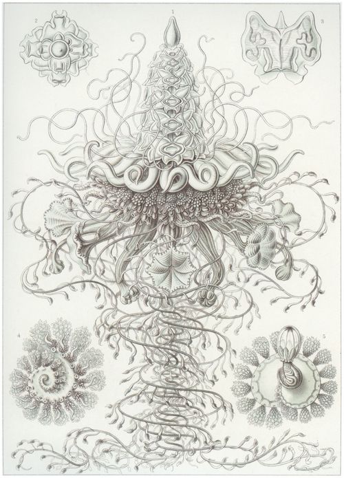 Haeckel, Ernst: Tafel 37: Siphonophorae. Staatsquallen