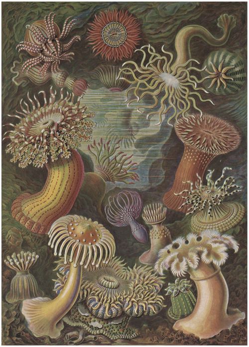 Haeckel, Ernst: Tafel 49: Actiniae. Seeanemonen