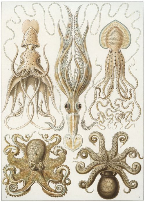 Haeckel, Ernst: Tafel 54: Gamochonia. Trichterkraken