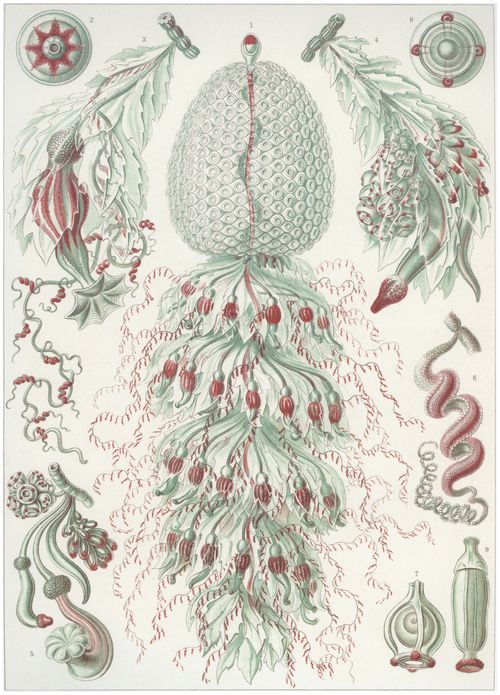 Haeckel, Ernst: Tafel 59: Siphonophorae. Staatsquallen