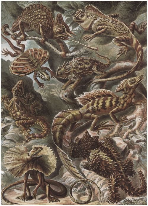 Haeckel, Ernst: Tafel 79: Lacertilia. Eidechsen