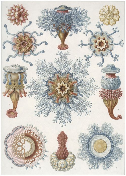 Haeckel, Ernst: Tafel 17: Siphonophorae. Staatsquallen