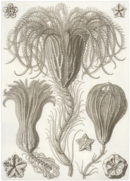 Haeckel, Ernst: Tafel 20: Crinoidea. Palmensterne