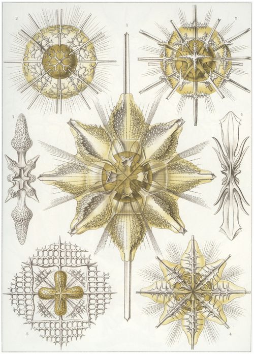 Haeckel, Ernst: Tafel 21: Acanthometra. Strachelstrahlinge