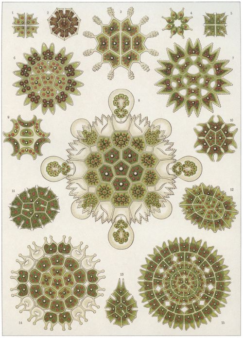 Haeckel, Ernst: Tafel 34: Melethallia. Gesellige Algetten
