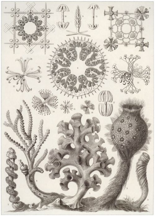 Haeckel, Ernst: Tafel 35: Hexactinellae. Glasschw�mme
