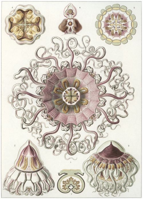 Haeckel, Ernst: Tafel 38: Peromedusae. Taschenquallen