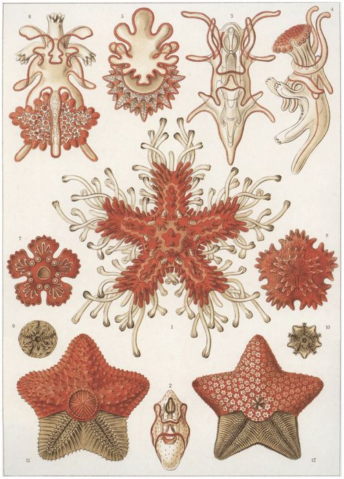 Haeckel, Ernst: Tafel 40: Asteridea. Seesterne