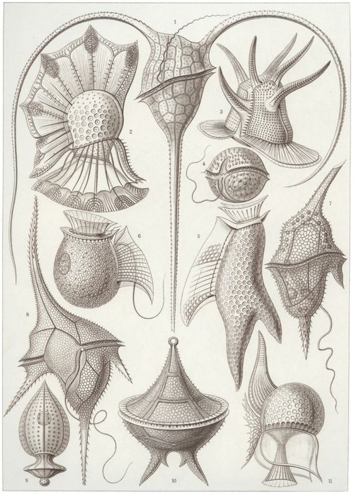 Haeckel, Ernst: Tafel 14: Peridinea. Gei�elh�tchen