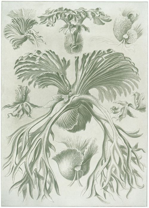 Haeckel, Ernst: Tafel 52: Filicinae. Laubfarne