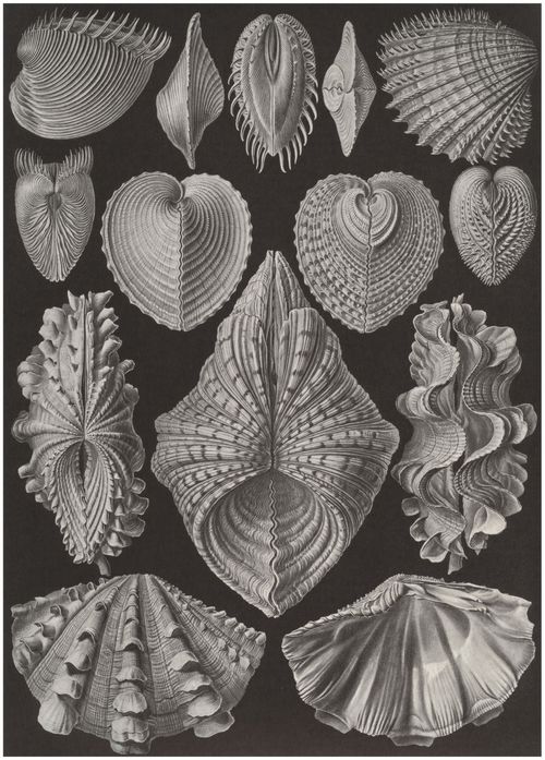 Haeckel, Ernst: Tafel 55: Acephala. Muscheln