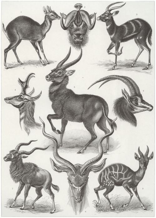 Haeckel, Ernst: Tafel 100: Antilopina. Antilopen