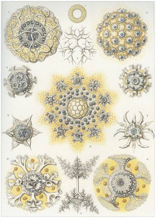 Haeckel, Ernst: Tafel 51: Polycyttaria. Vereins-Strahlinge