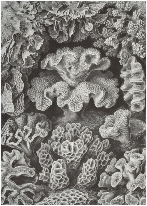 Haeckel, Ernst: Tafel 69: Hexacoralla. Sechsstrahlige Sternkorallen