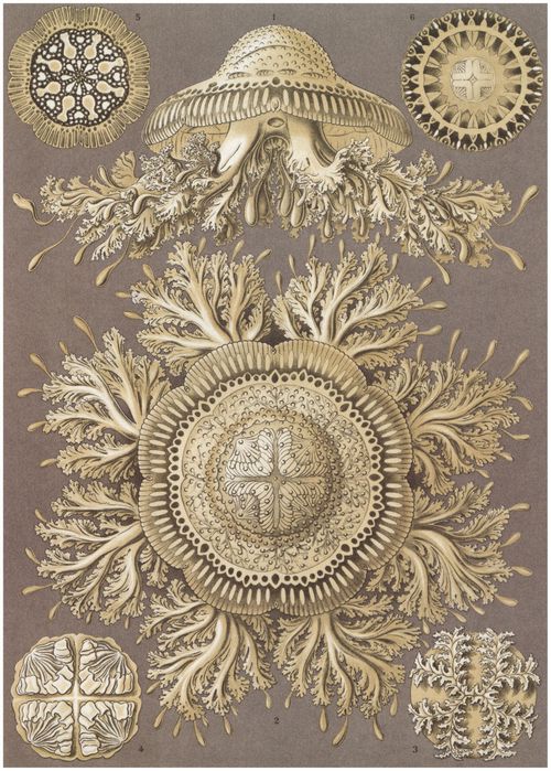 Haeckel, Ernst: Tafel 28: Discomedusae. Scheibenquallen
