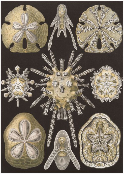 Haeckel, Ernst: Tafel 30: Echinidea. Igelsterne