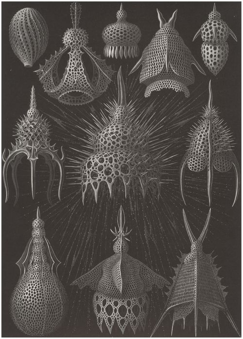 Haeckel, Ernst: Tafel 31: Cyrtoidea. Flaschenstrahlinge