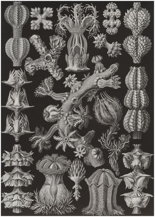 Haeckel, Ernst: Tafel 39: Gorgonida. Rindenkorallen