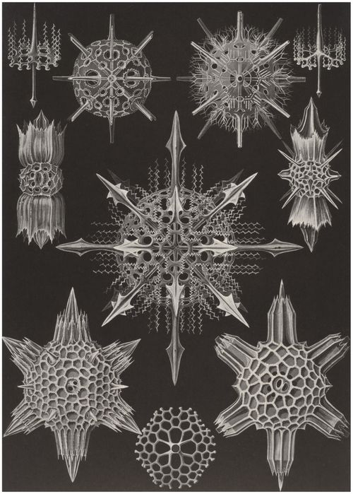 Haeckel, Ernst: Tafel 41: Acanthophracta. Wunderstrahlinge