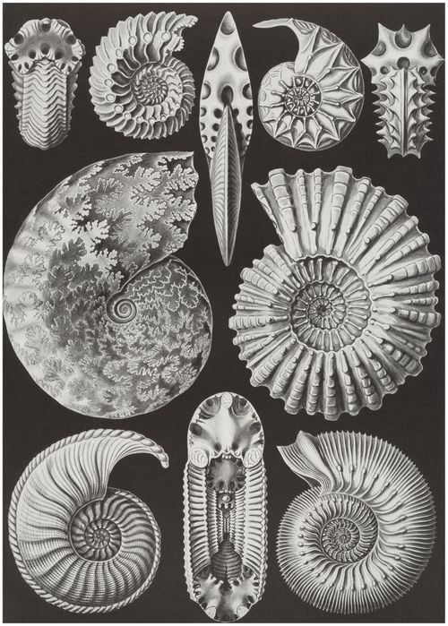 Haeckel, Ernst: Tafel 44: Ammonitida. Ammonsh�rner